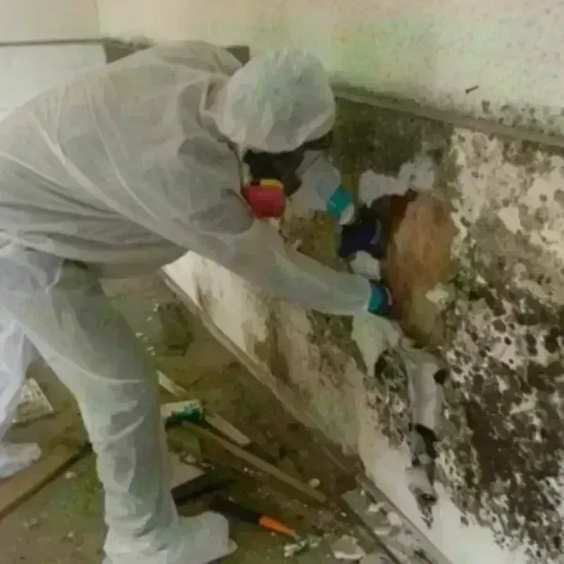 Mold Remediation and Removal in City and County of San Francisco, CA